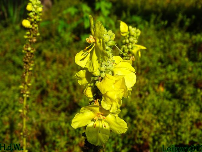 Leijpark013 14 &amp; 15 &amp; 16 &amp; 17 september 2023