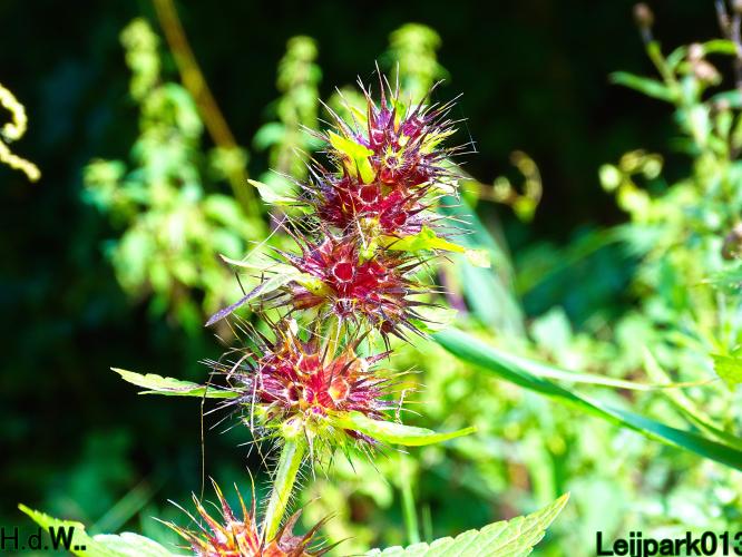 Leijpark013 14 &amp; 15 &amp; 16 &amp; 17 september 2023