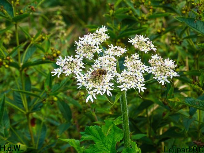 Leijpark013 14 &amp; 15 &amp; 16 &amp; 17 september 2023