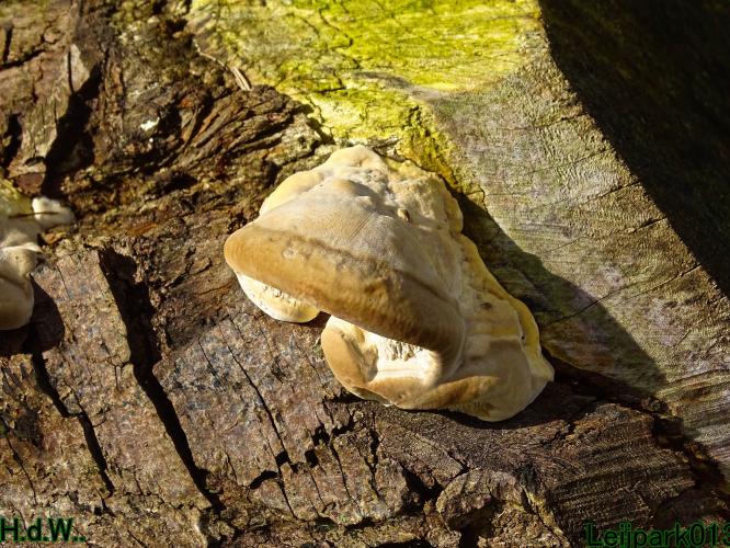 Leijpark013 14 &amp; 15 &amp; 16 &amp; 17 september 2023