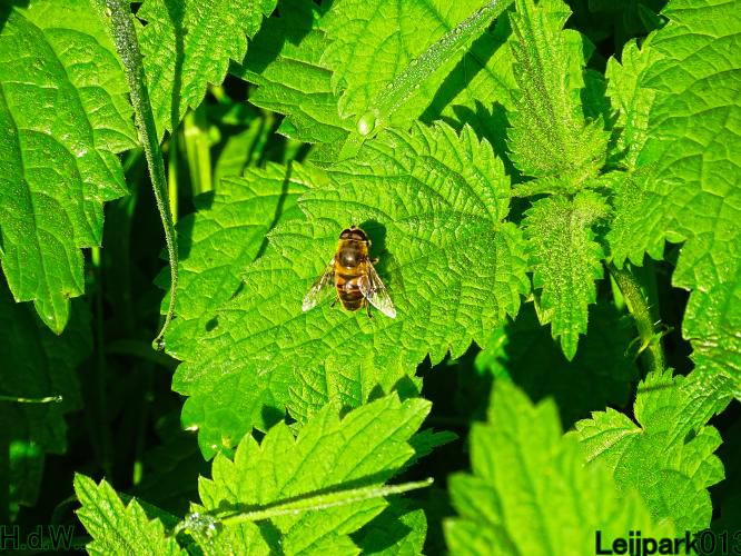 Leijpark013 14 &amp; 15 &amp; 16 &amp; 17 september 2023