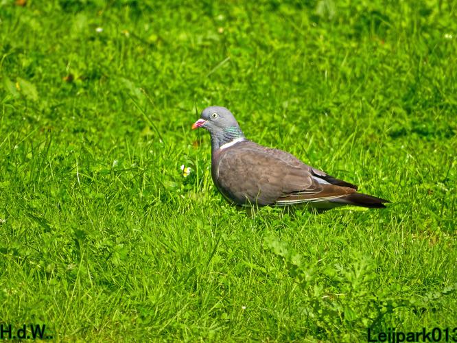 Leijpark013 14 &amp; 15 &amp; 16 &amp; 17 september 2023