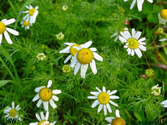 Leijpark013 14 &amp; 15 &amp; 16 &amp; 17 september 2023