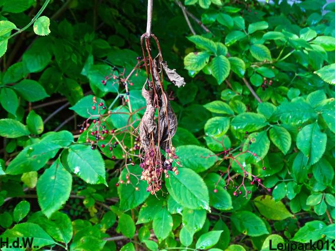 Leijpark013 14 &amp; 15 &amp; 16 &amp; 17 september 2023