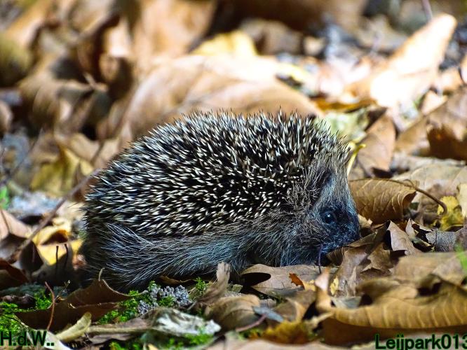 Leijpark013 4 &amp; 5 &amp; 6 &amp; 7 oktober 2023 
