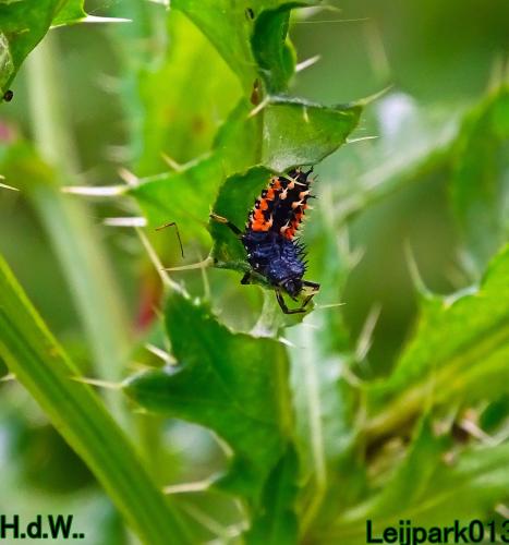 Leijpark013 4 &amp; 5 &amp; 6 &amp; 7 oktober 2023 