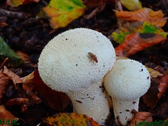 Leijpark013 4 &amp; 5 &amp; 6 &amp; 7 oktober 2023 