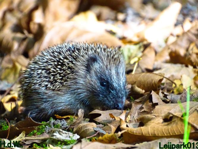 Leijpark013 4 &amp; 5 &amp; 6 &amp; 7 oktober 2023 