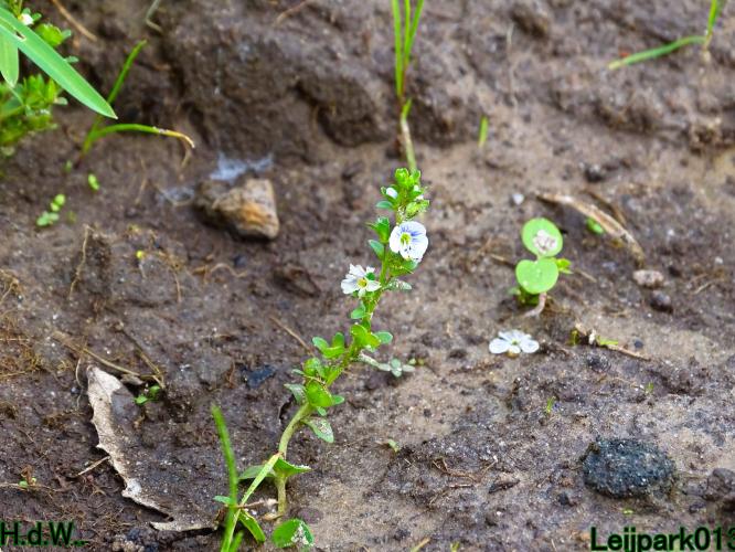 Leijpark013 4 &amp; 5 &amp; 6 &amp; 7 oktober 2023 