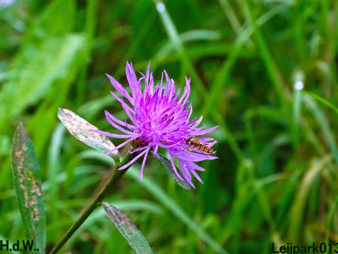 Leijpark013 4 &amp; 5 &amp; 6 &amp; 7 oktober 2023 