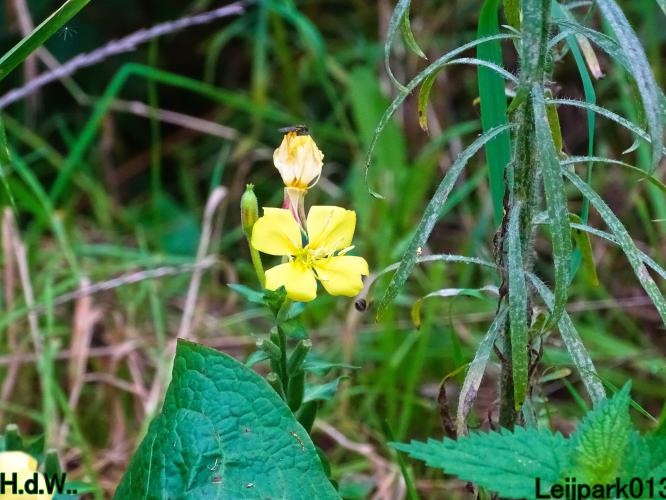 Leijpark013 4 &amp; 5 &amp; 6 &amp; 7 oktober 2023 