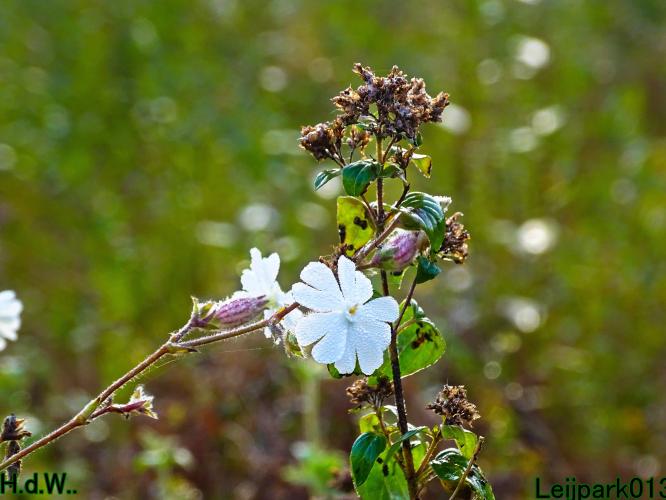 Leijpark013 4 &amp; 5 &amp; 6 &amp; 7 oktober 2023 