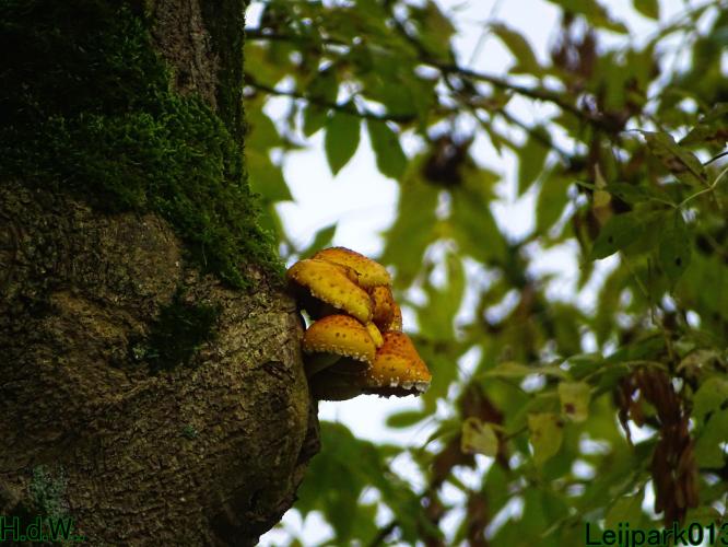 Leijpark013 4 &amp; 5 &amp; 6 &amp; 7 oktober 2023 