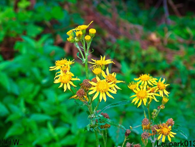 Leijpark013 4 &amp; 5 &amp; 6 &amp; 7 oktober 2023 