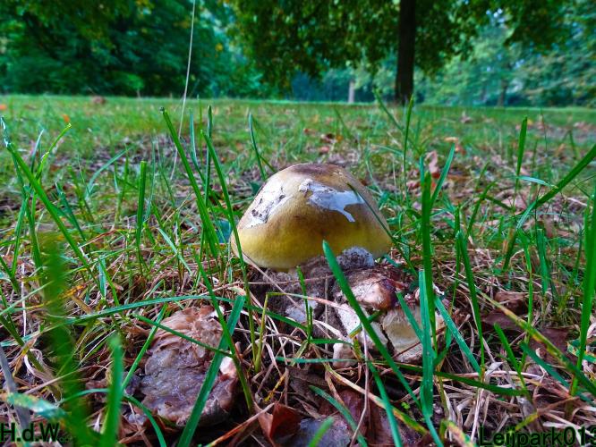 Leijpark013 4 &amp; 5 &amp; 6 &amp; 7 oktober 2023 