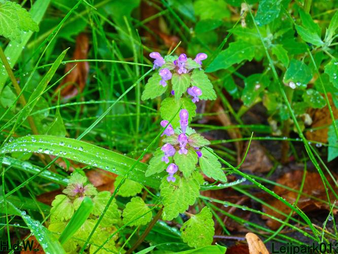 Leijpark013 4 &amp; 5 &amp; 6 &amp; 7 oktober 2023 