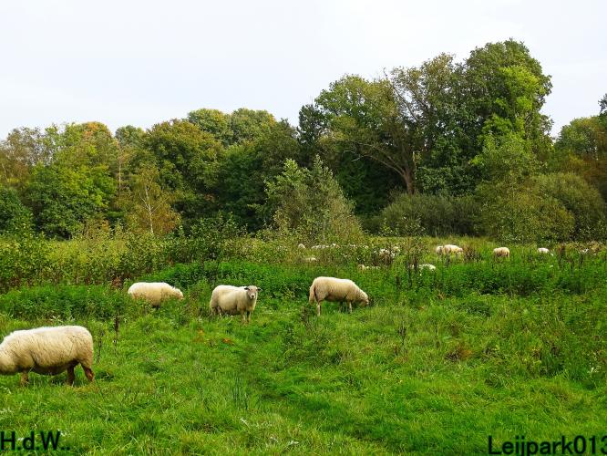 Leijpark013 Ze Zijn Er Weer De Schaapjes Yoors