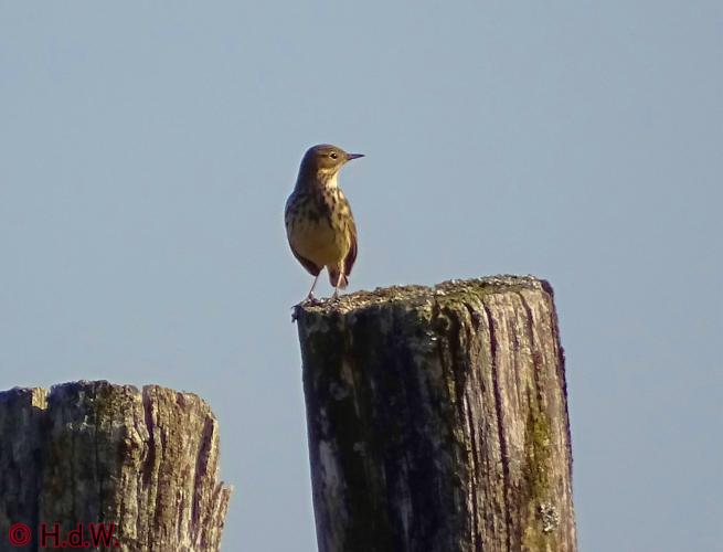 Rechtehei Goirle 10 oktober 2023 