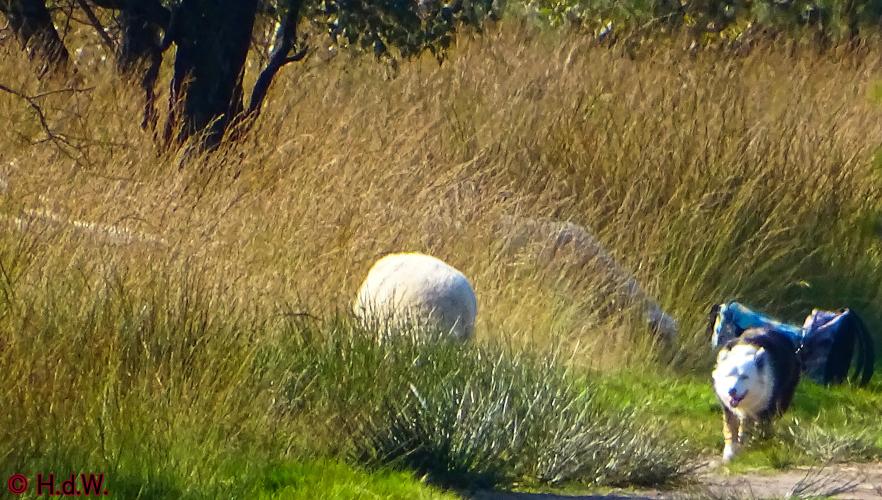 Rechtehei Goirle 10 oktober 2023 