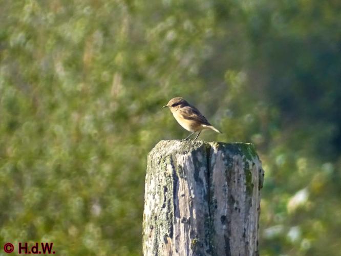 Rechtehei Goirle 10 oktober 2023 