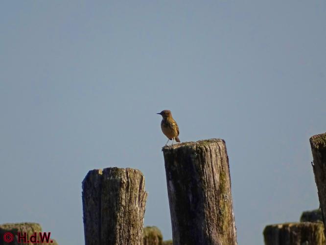 Rechtehei Goirle 10 oktober 2023 