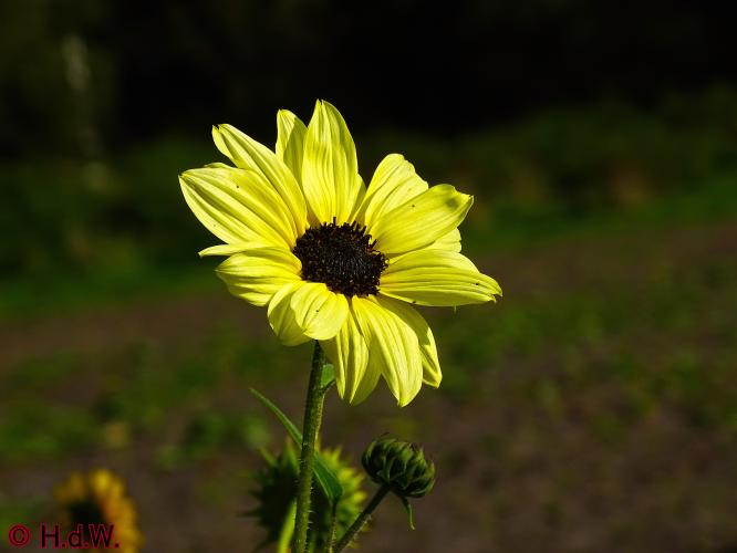 Rechtehei Goirle 10 oktober 2023 