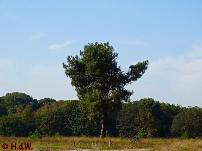 Rechtehei Goirle 10 oktober 2023 
