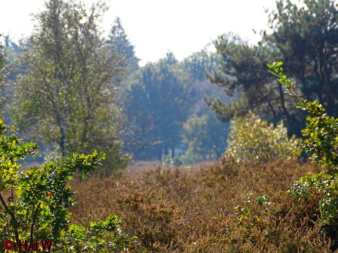 Rechtehei Goirle 10 oktober 2023 