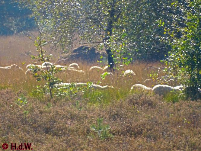 Rechtehei Goirle 10 oktober 2023 