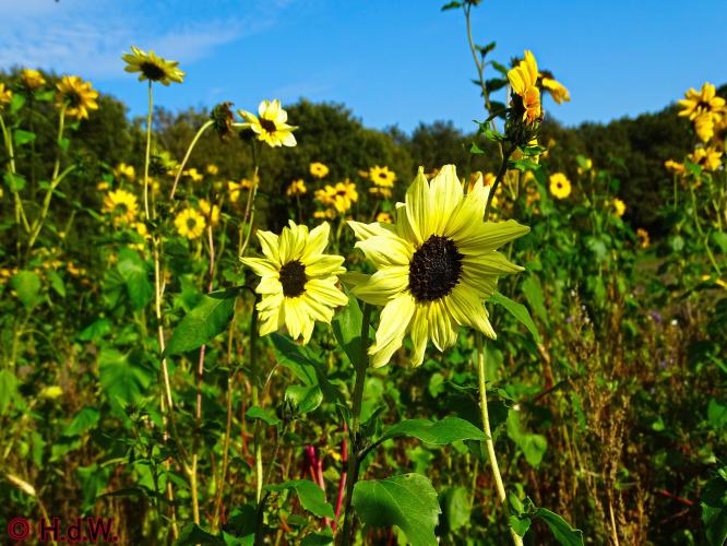 Rechtehei Goirle 10 oktober 2023 