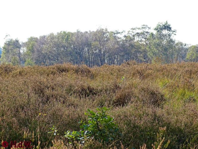 Rechtehei Goirle 10 oktober 2023 