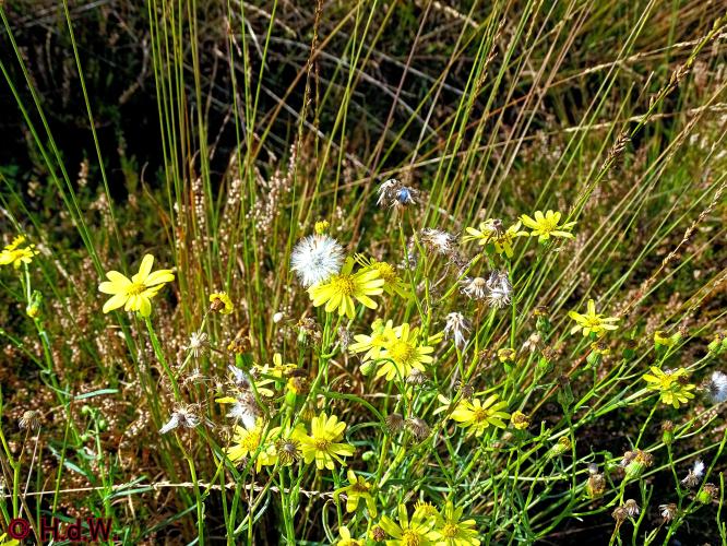 Rechtehei Goirle 10 oktober 2023 