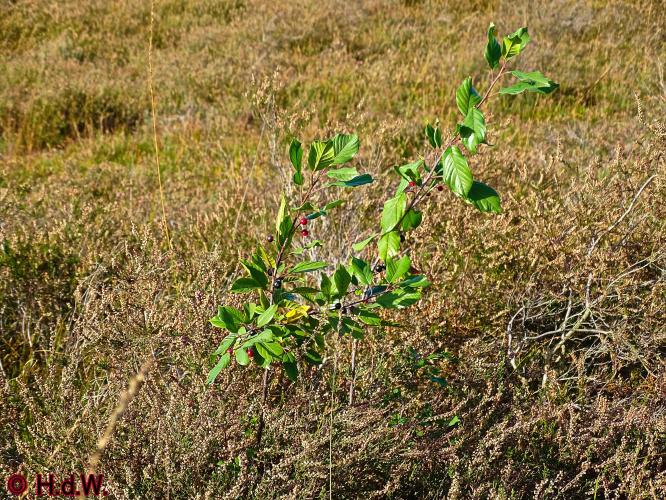 Rechtehei Goirle 10 oktober 2023 