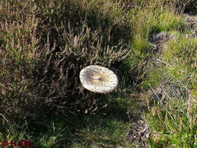 Rechtehei Goirle 10 oktober 2023 