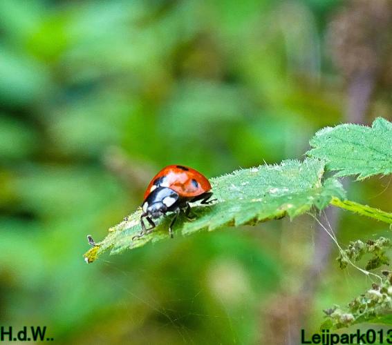 Leijpark013 8 &amp; 9 &amp; 10 &amp; 11 oktober 2023 