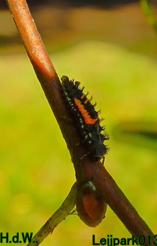 Leijpark013 8 &amp; 9 &amp; 10 &amp; 11 oktober 2023 