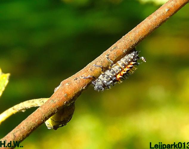 Leijpark013 8 &amp; 9 &amp; 10 &amp; 11 oktober 2023 