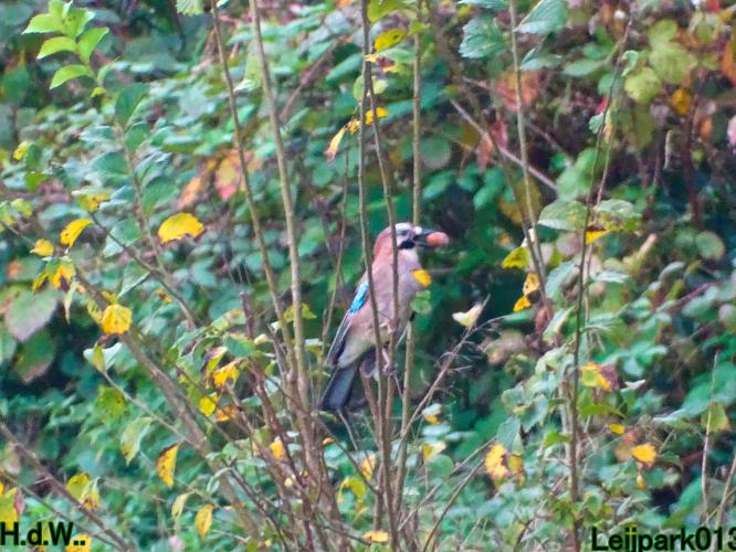 Leijpark013 8 &amp; 9 &amp; 10 &amp; 11 oktober 2023 