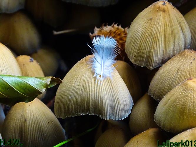 Leijpark013 8 &amp; 9 &amp; 10 &amp; 11 oktober 2023 