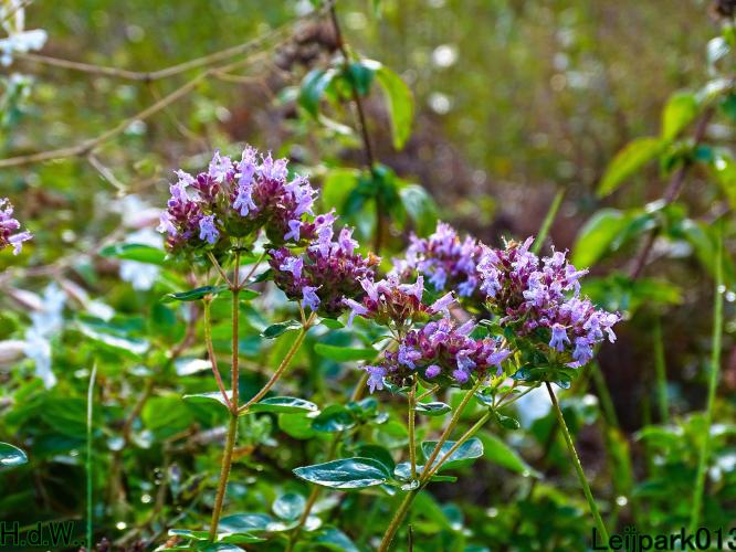 Leijpark013 8 &amp; 9 &amp; 10 &amp; 11 oktober 2023 