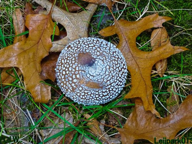 Leijpark013 8 &amp; 9 &amp; 10 &amp; 11 oktober 2023 