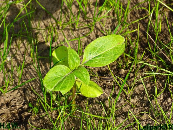 Leijpark013 8 &amp; 9 &amp; 10 &amp; 11 oktober 2023 