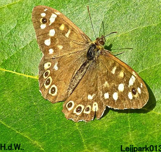 Leijpark013  12 &amp; 13 &amp; 14 &amp; 15 oktober 2023 