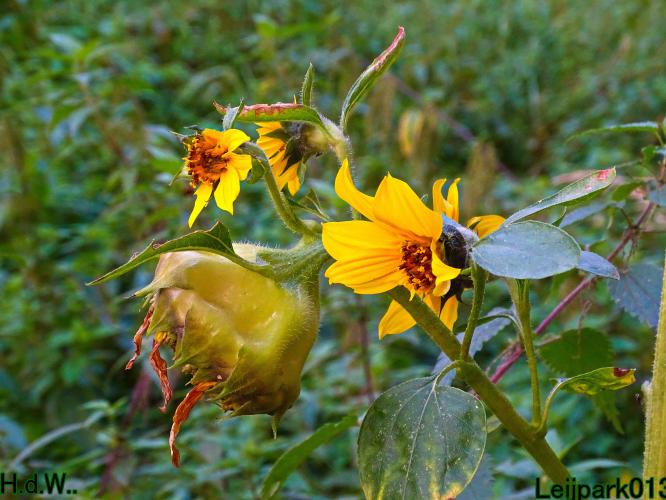 Leijpark013  12 &amp; 13 &amp; 14 &amp; 15 oktober 2023 