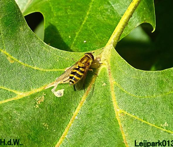 Leijpark013  12 &amp; 13 &amp; 14 &amp; 15 oktober 2023 