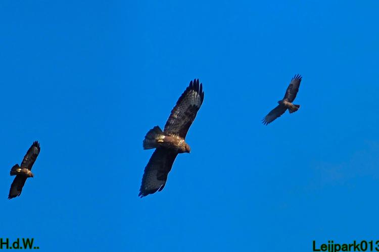 Leijpark013  12 &amp; 13 &amp; 14 &amp; 15 oktober 2023 