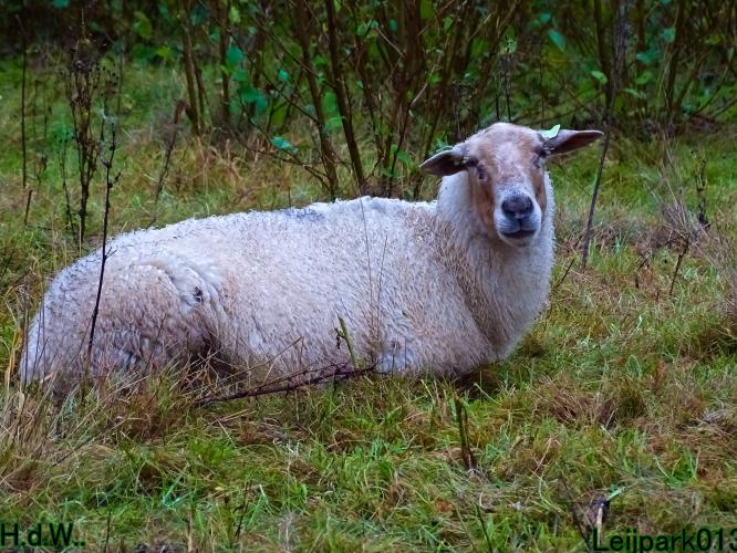 Leijpark013  12 &amp; 13 &amp; 14 &amp; 15 oktober 2023 