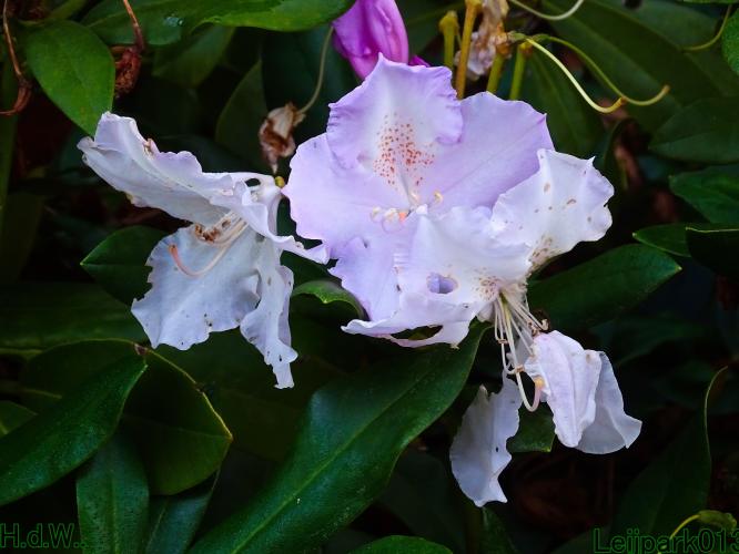 Leijpark013  12 &amp; 13 &amp; 14 &amp; 15 oktober 2023 