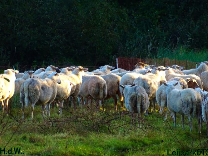 Leijpark013  12 &amp; 13 &amp; 14 &amp; 15 oktober 2023 