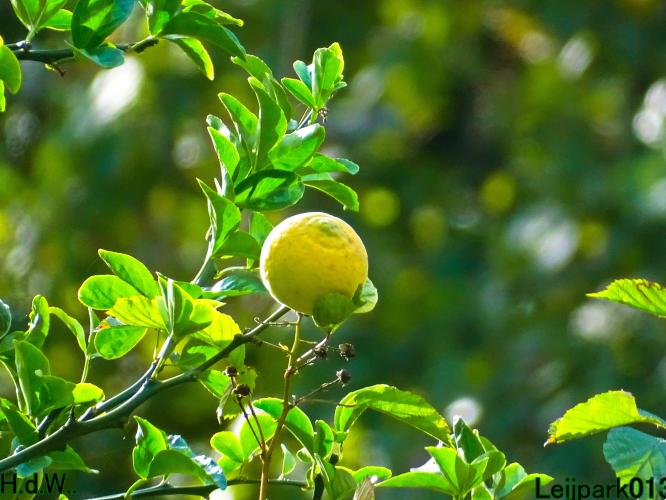 Leijpark013  12 &amp; 13 &amp; 14 &amp; 15 oktober 2023 